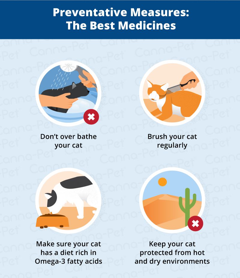 Cat Skin Conditions & Natural Remedies (With images) | Cat ...